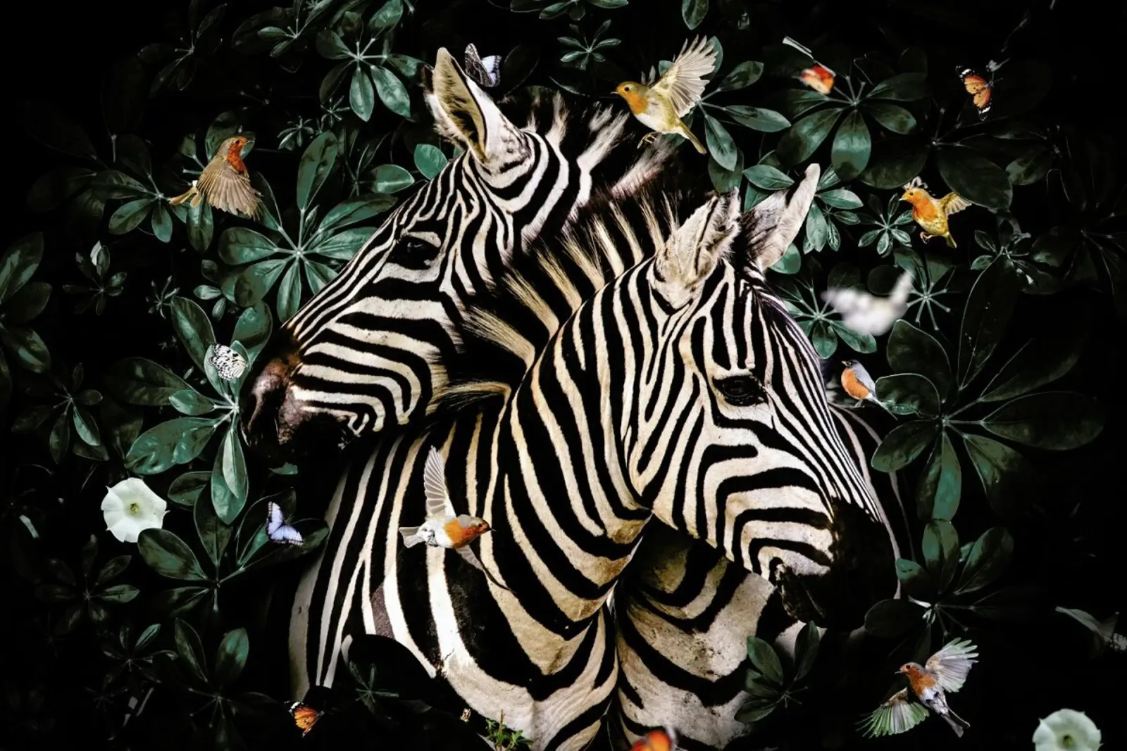 Zebra Couple poster con telaio in legno da Wouter Rikken