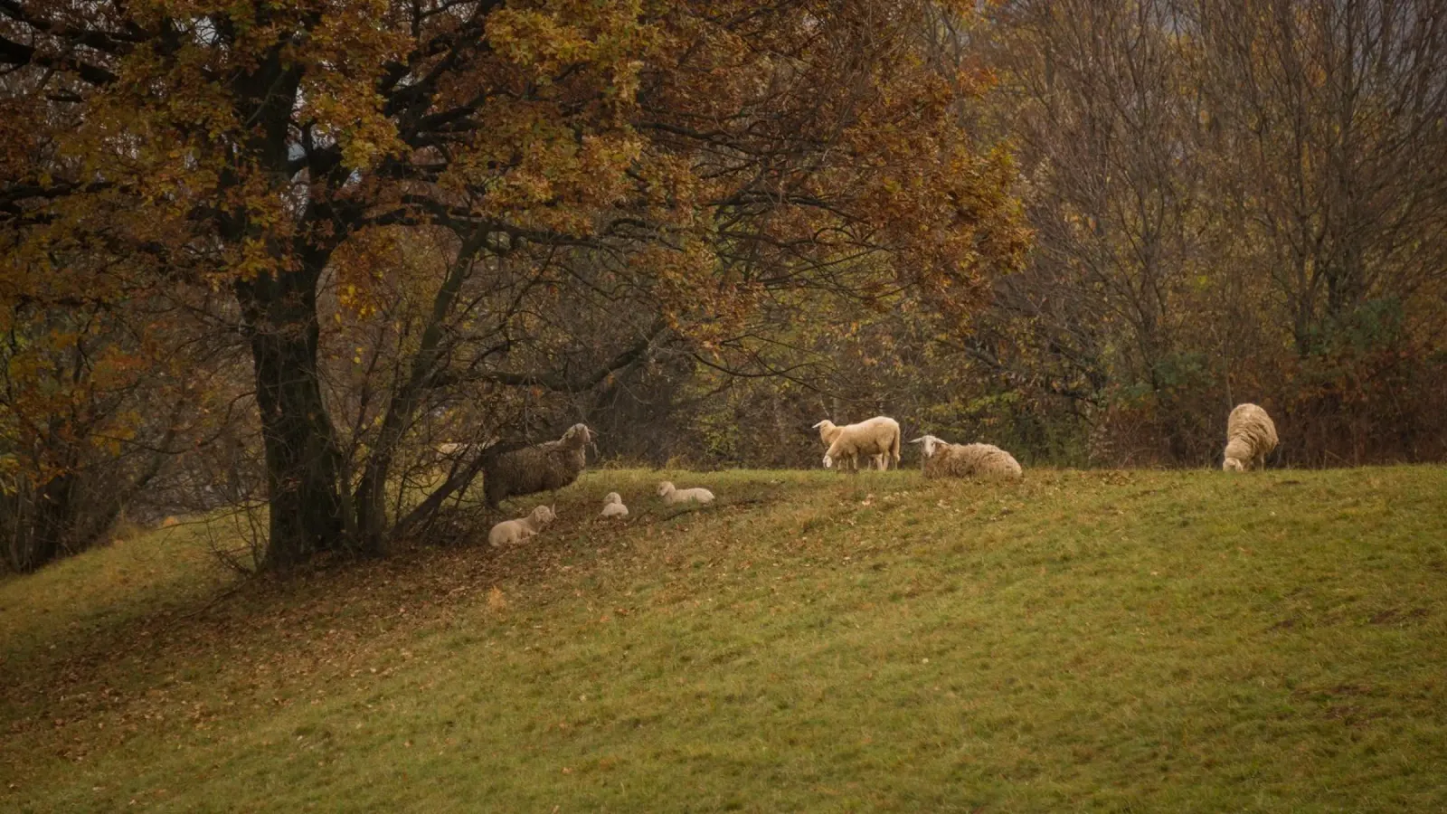 Sussurri di sentieri d'autunno poster da PhotoVibe Decor