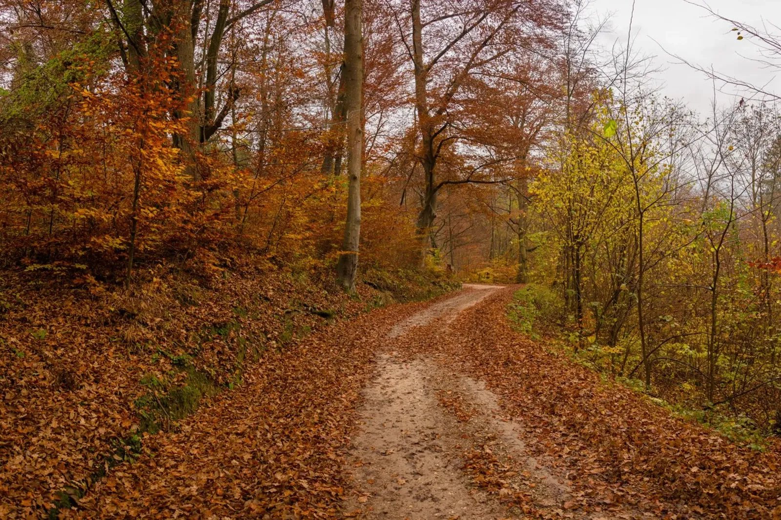 Sussurri di sentieri d'autunno carta hahnemühle da PhotoVibe Decor