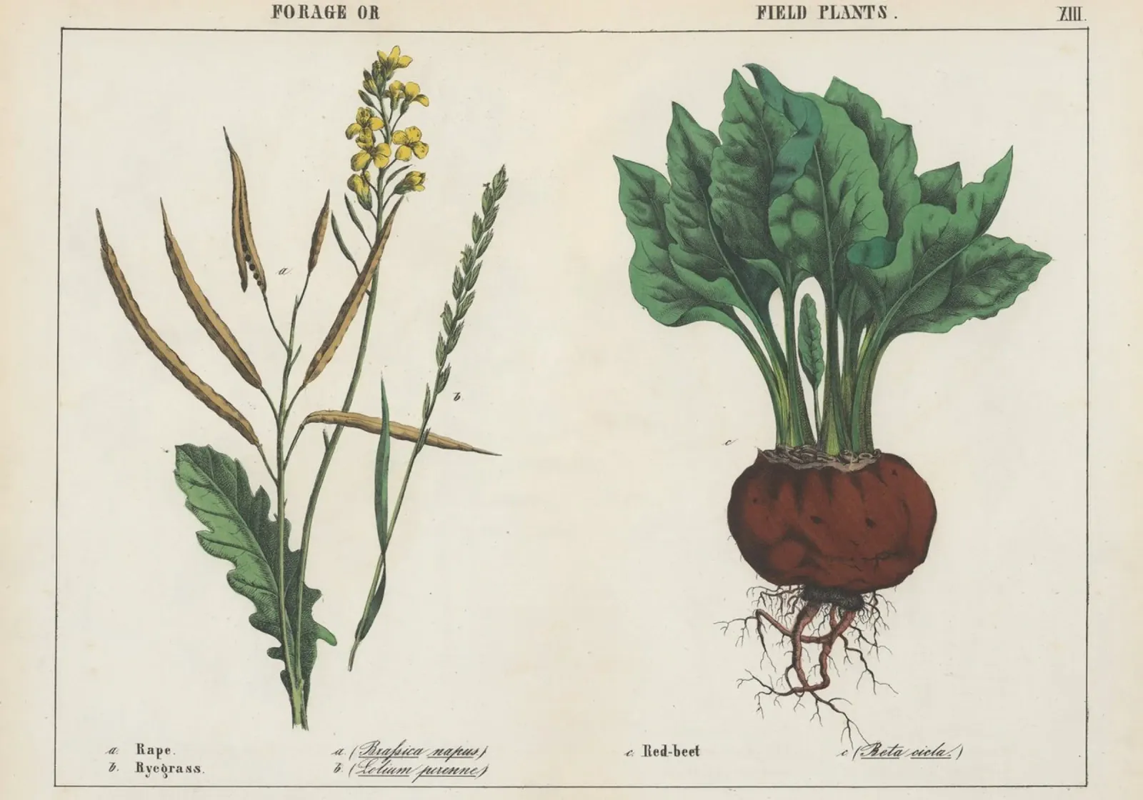 Piante da foraggio e da campo Stampa botanica d'epoca - Barbabietola e colza poster con telaio in plastica da ClubArt