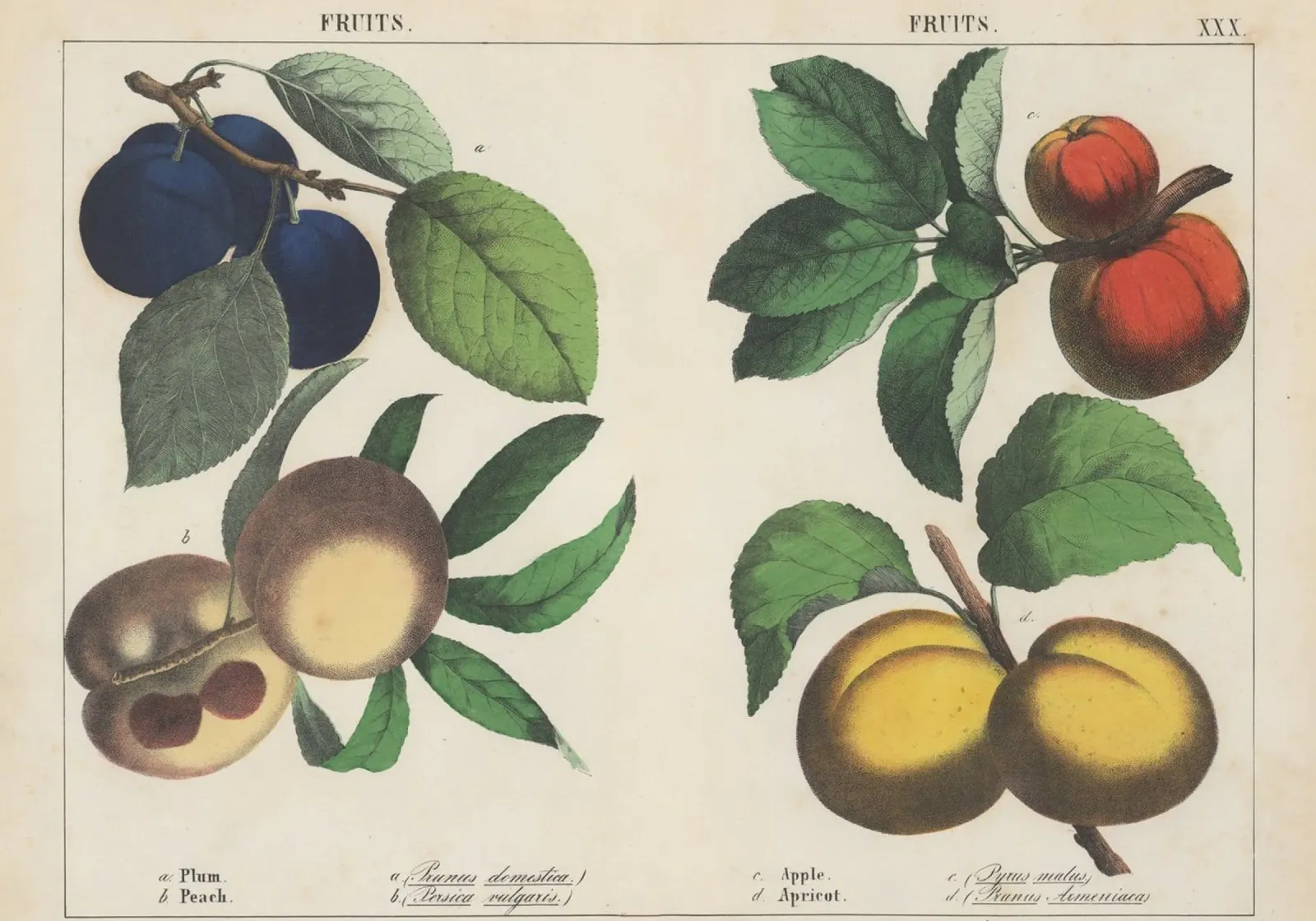 Vintage Fruit Botanical Print - Plum, Peach, Apple, Apricot canvas with Floater frame by ClubArt