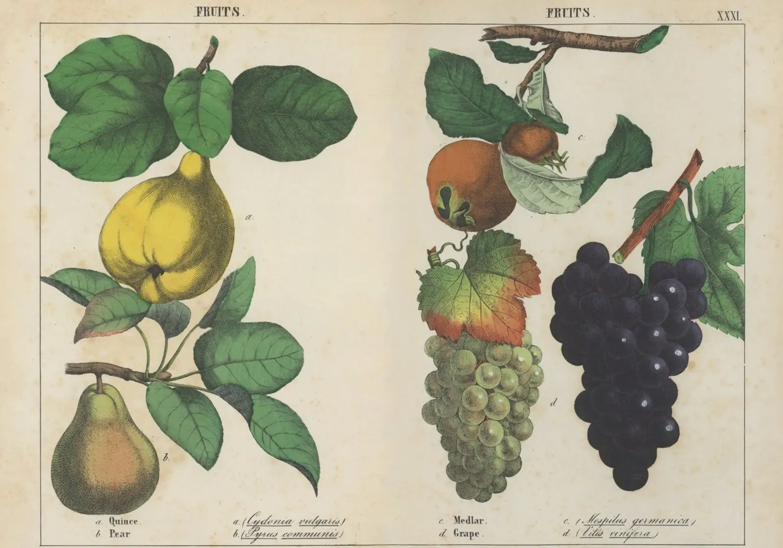 Stampa botanica di frutta d'epoca - Cotogna, pera, nespola, uva pellicola backlit da ClubArt