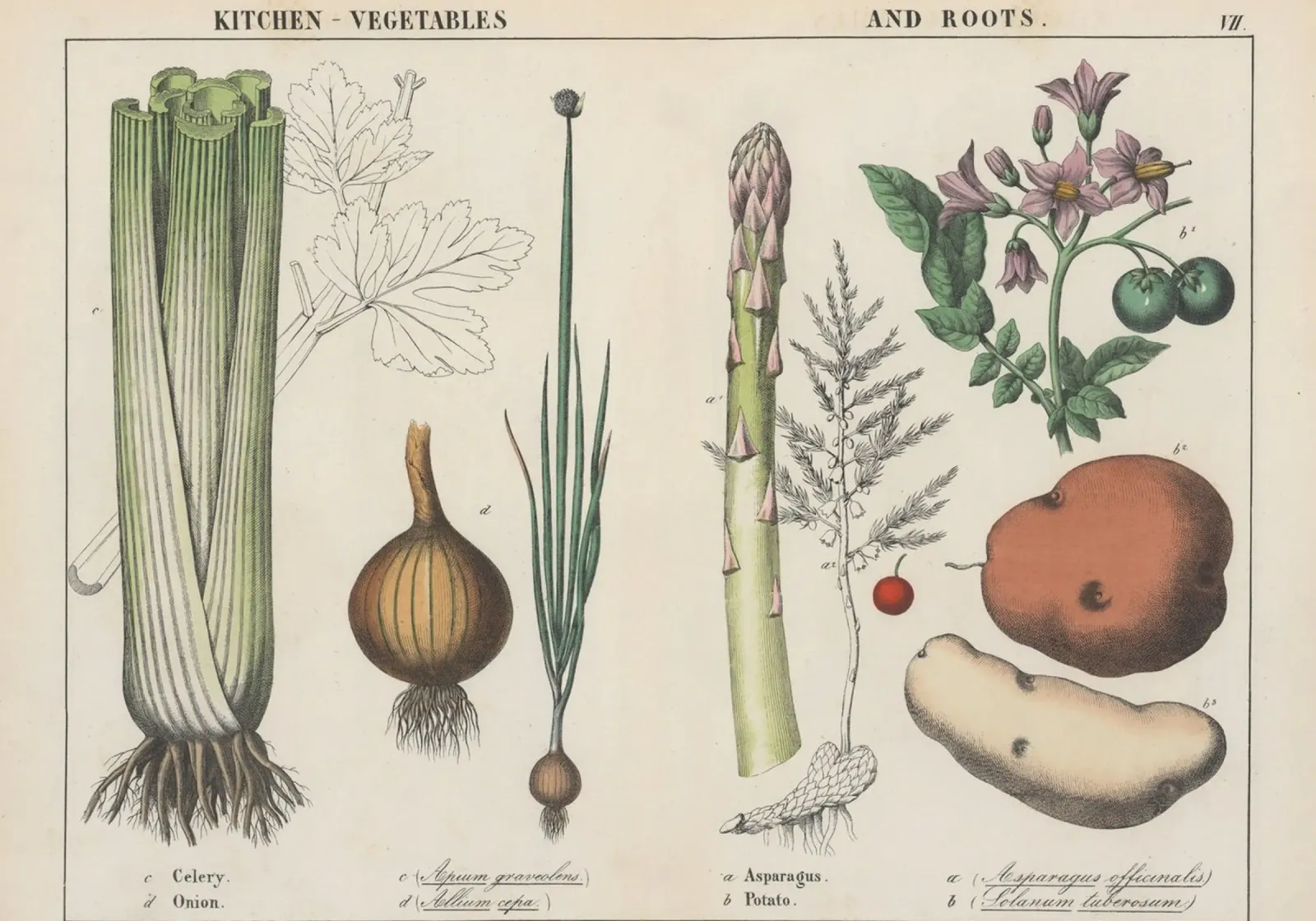 Vintage Keuken Groenten Botanisch - Selderij, Ui, Aardappel canvas met Baklijst van ClubArt