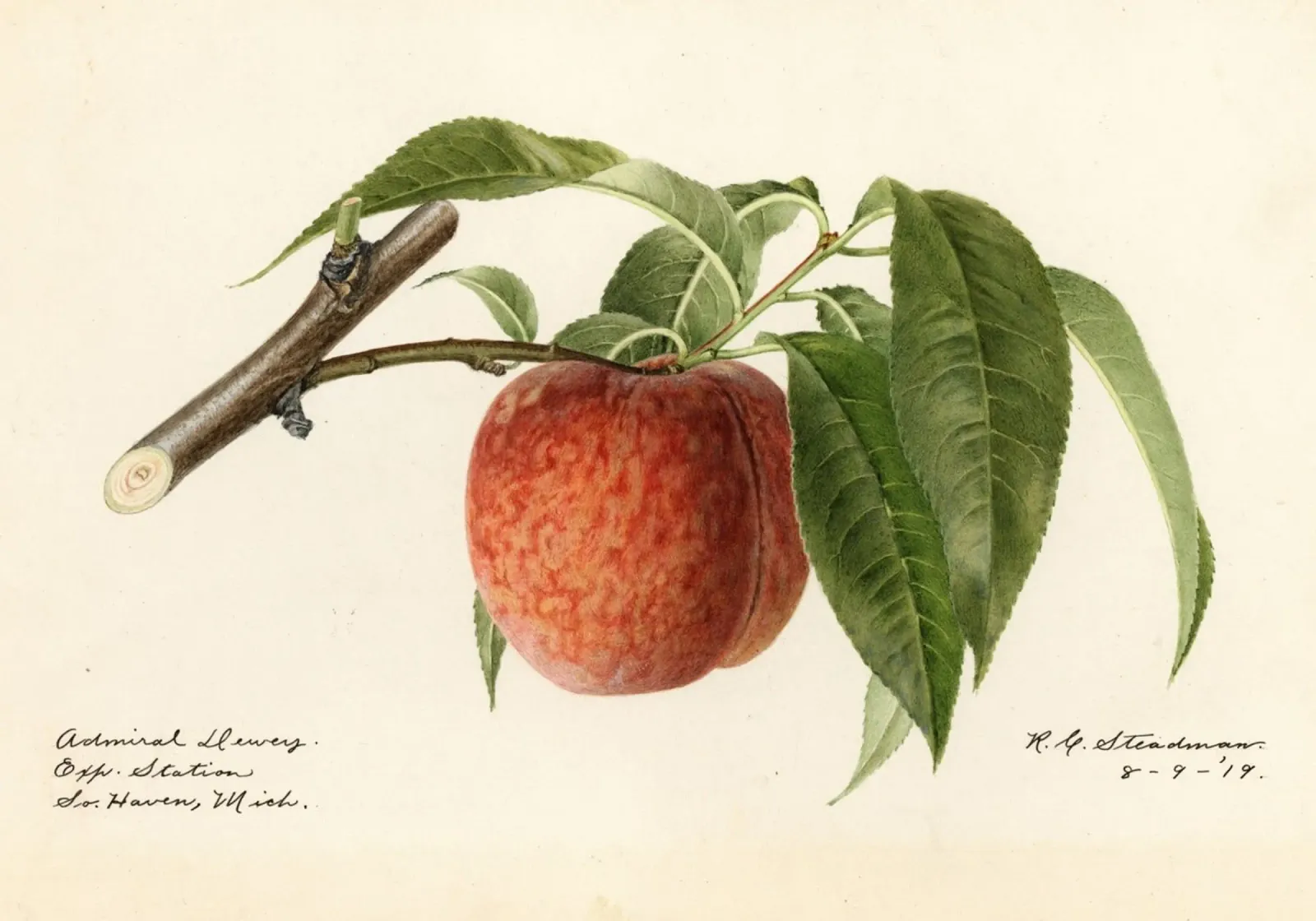 Admiral Dewey Peach Botanical Print - 1919 Steadman metacrilato de ClubArt