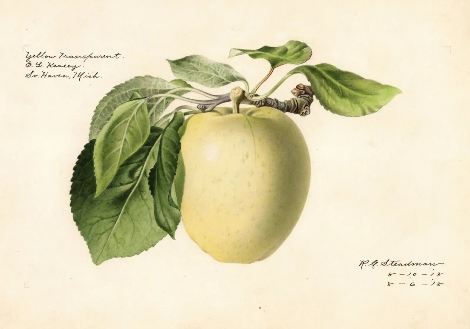 Mela gialla trasparente botanica - 1918 Steadman pellicola backlit da ClubArt