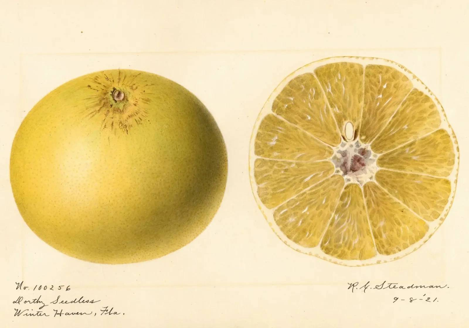 Dorthy Seedless Grapefruit Botanical Print - 1921 Art metacrilato de ClubArt