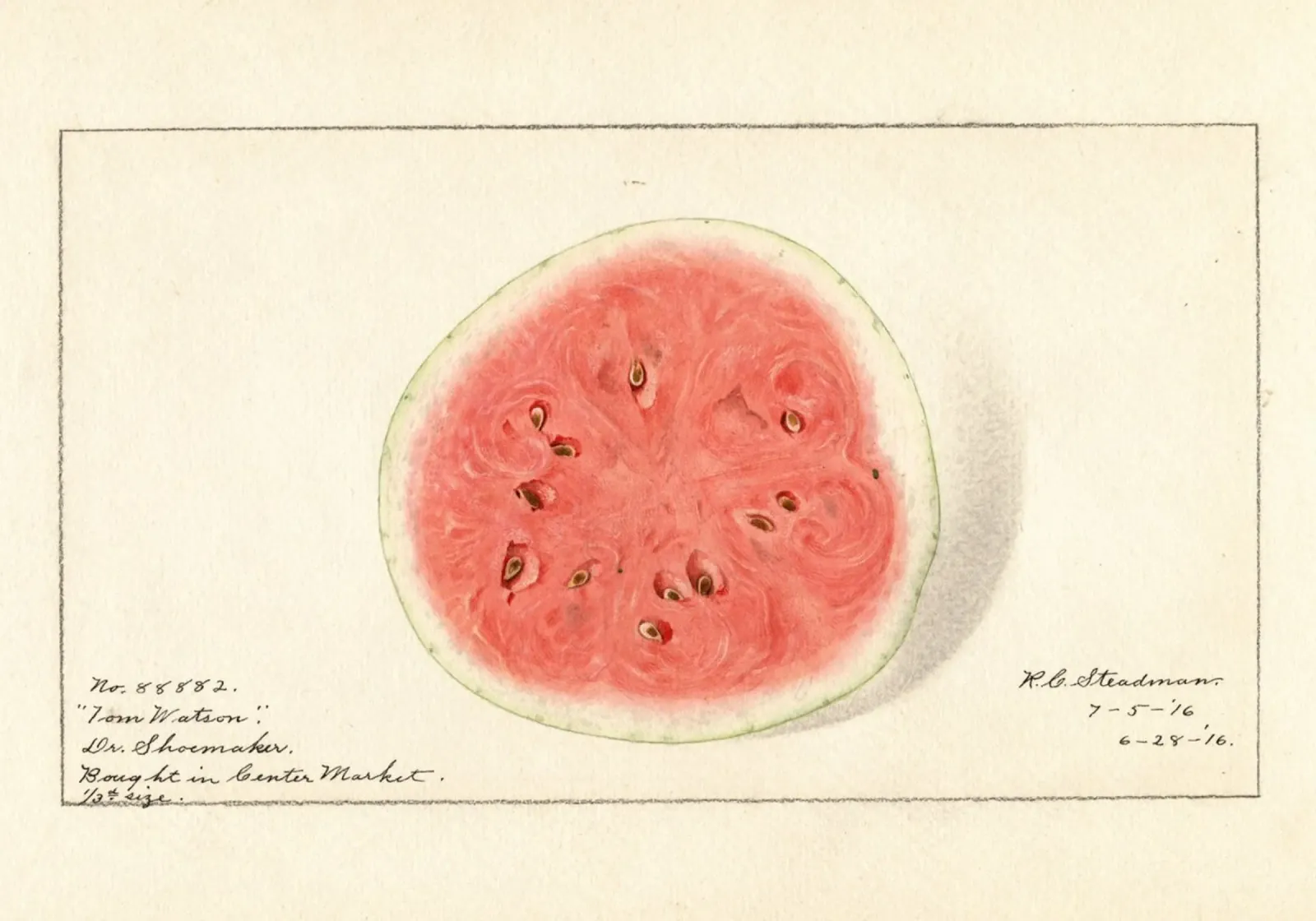 Tom Watson Watermelon Botanical Print - 1916 Steadman canvas by ClubArt