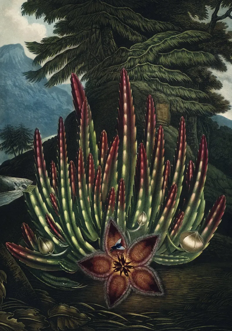 Vintage Thornton 2 Maggot Stapelia tela con Cornice a cassetta da Vintage Print Collection