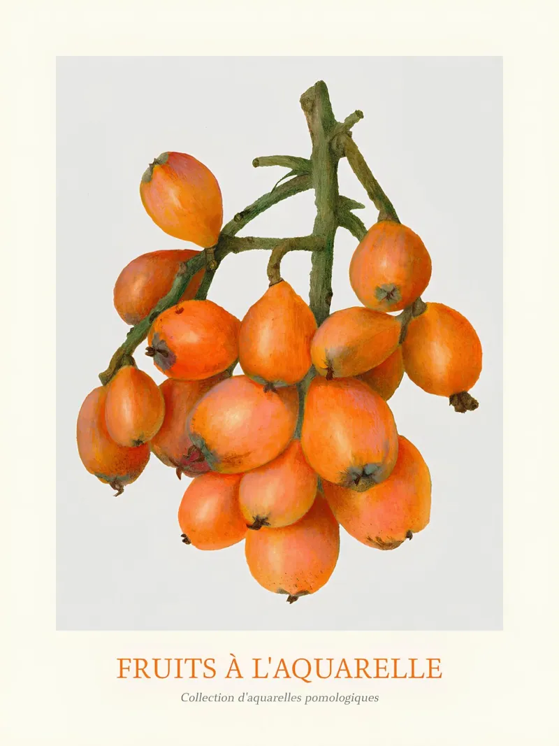 Aquarel Fruits - Loquat Cluster Botanical Print canvas met Baklijst van ClubArt