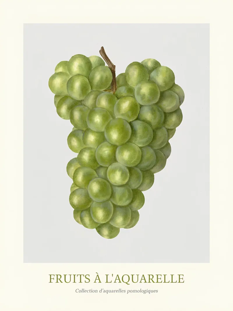 Aquarelle Fruits - Stampa botanica dell'uva verde pellicola backlit da ClubArt
