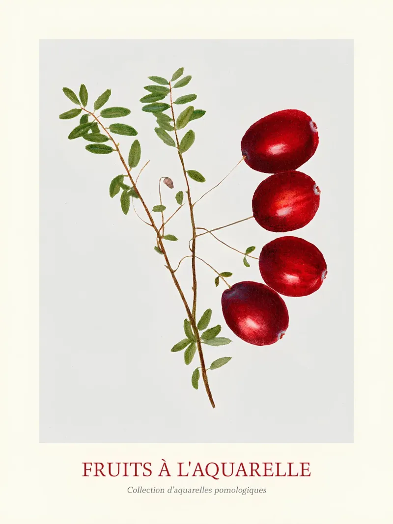 Aquarel Fruits - Cranberry Branch Botanical Print canvas met Baklijst van ClubArt