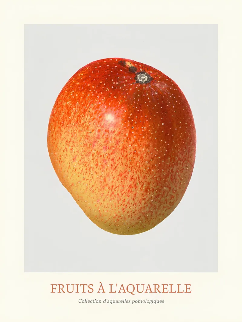 Aquarelle Fruits - Red & Yellow Mango Botanical Print canvas with Floater frame by ClubArt