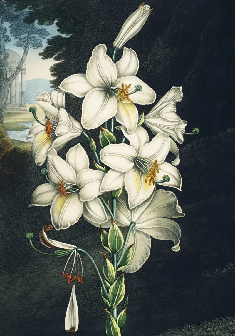Vintage Thornton 2 White Lily poster con telaio in plastica da Vintage Print Collection