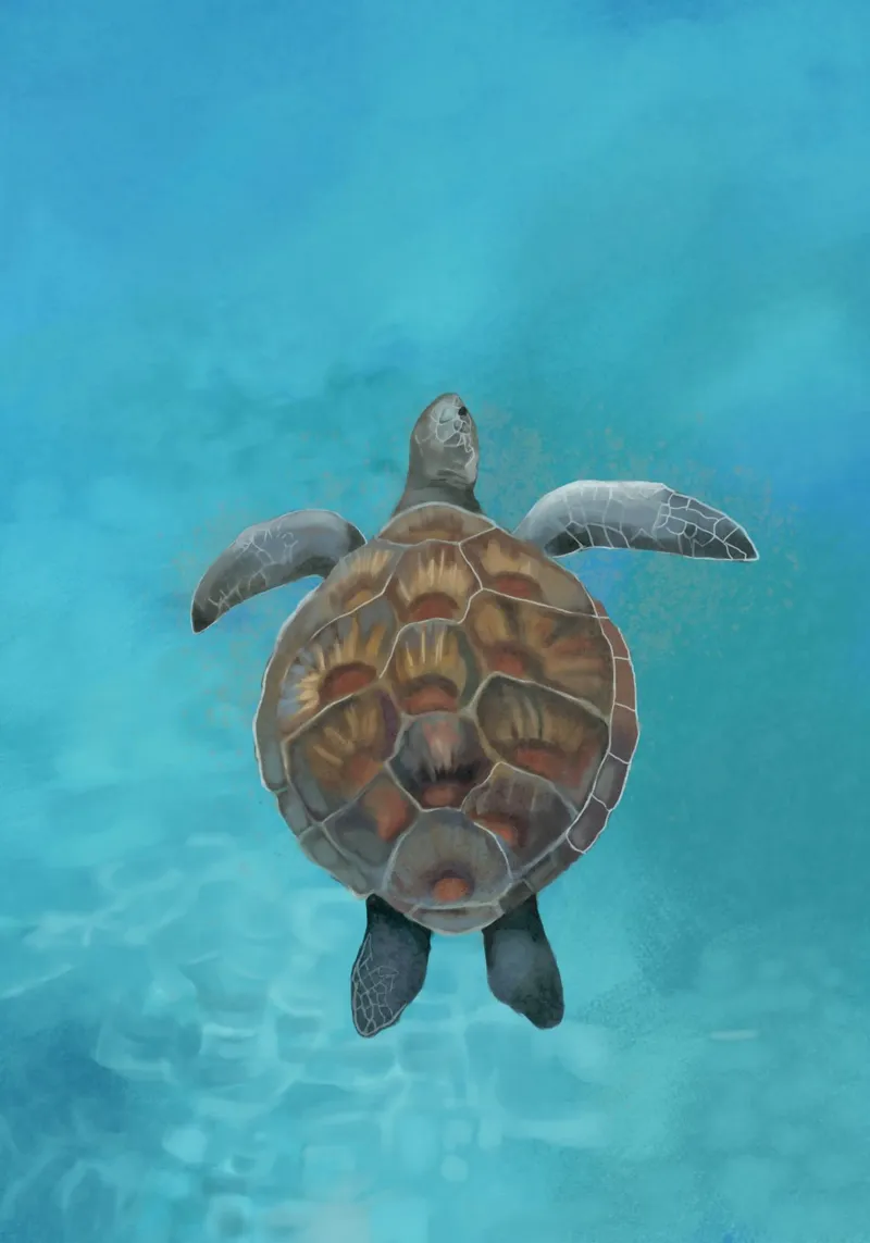 Serenità delle tartarughe marine carta hahnemühle da Verse