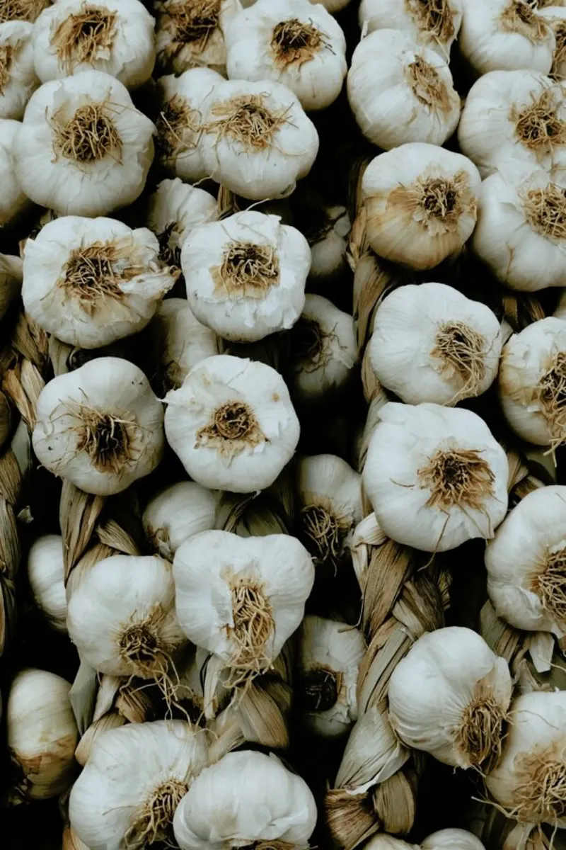 So Much Garlic carta hahnemühle da Sebastian Hilgetag