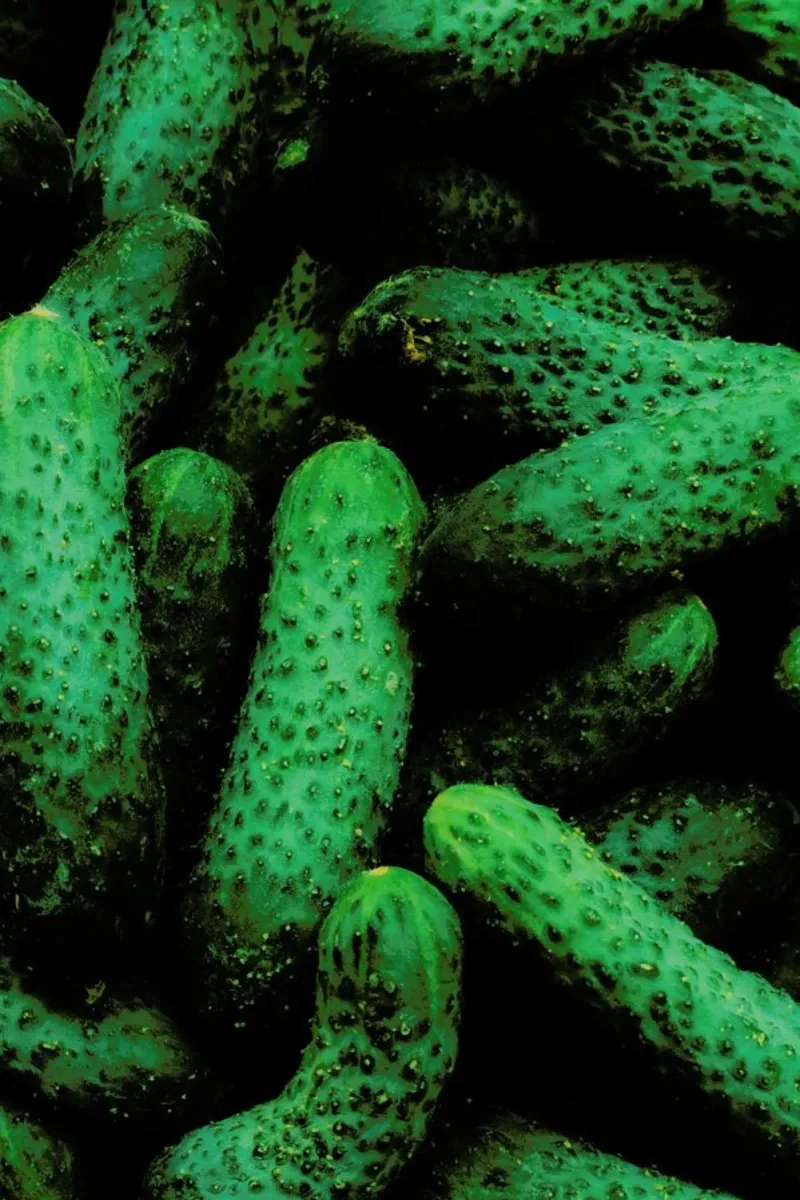 Pickles pellicola backlit da Sebastian Hilgetag