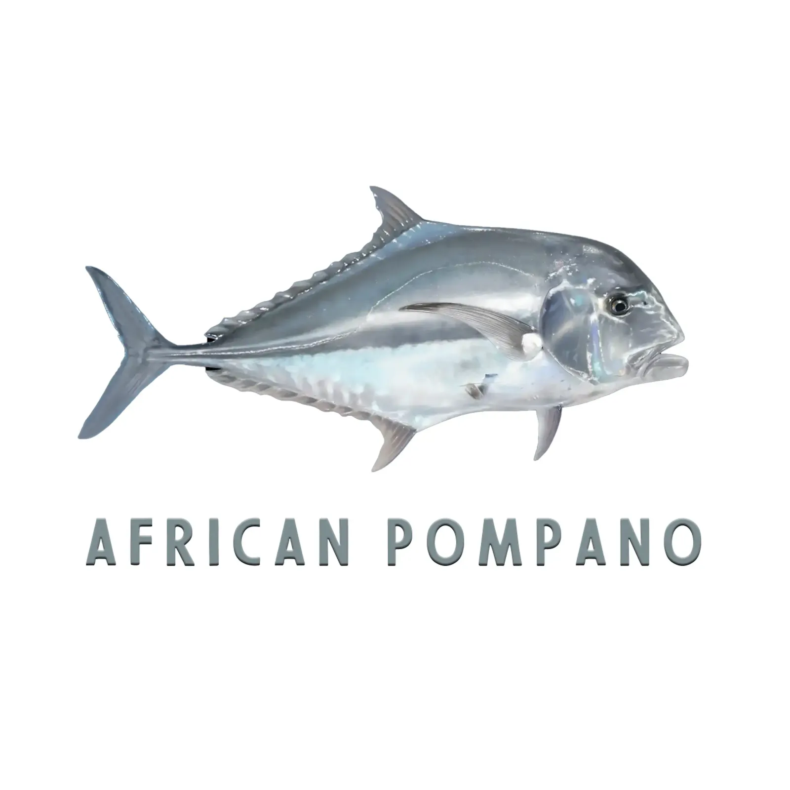 Pesce d'acqua salata Pompano africano poster da singpentinksale