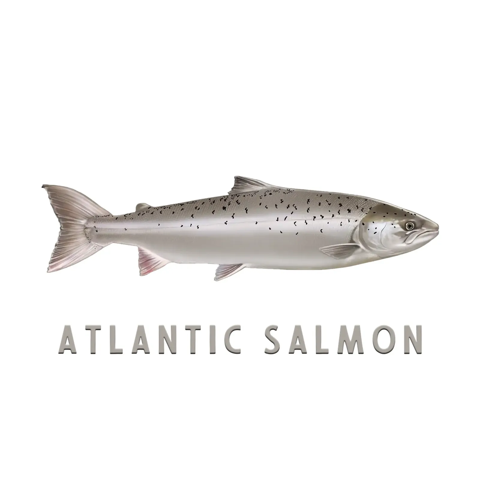 Salmone atlantico Pesce d'acqua salata poster da singpentinksale