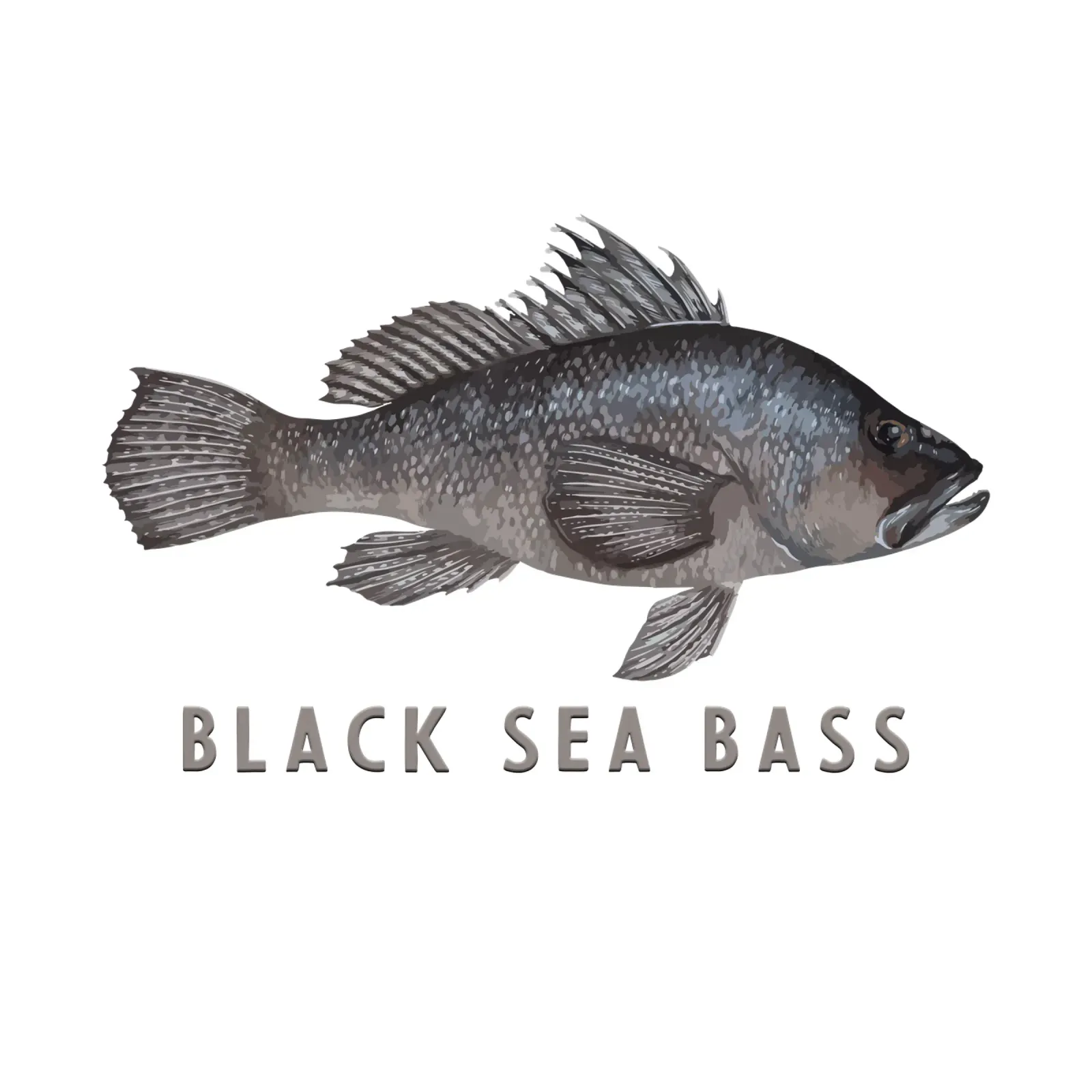 Lubina negra Pescado de agua salada poster de singpentinksale