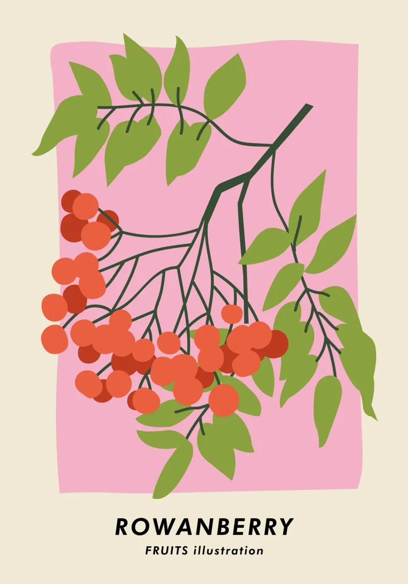 Rowanberry Art Print - Minimalist Berry Botanical Poster canvas by ClubArt