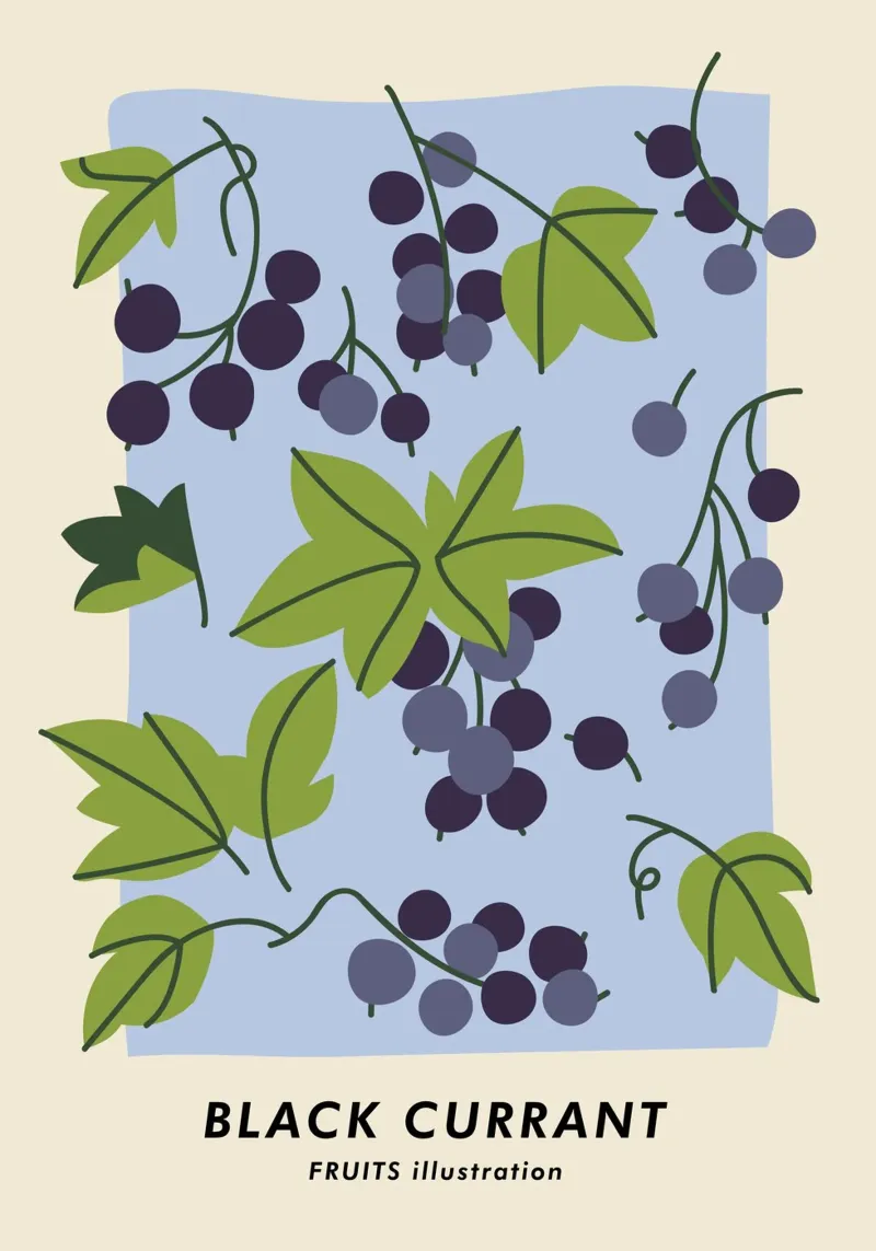 Zwarte bes kunstdruk - Botanische bessenillustratie canvas met Baklijst van ClubArt