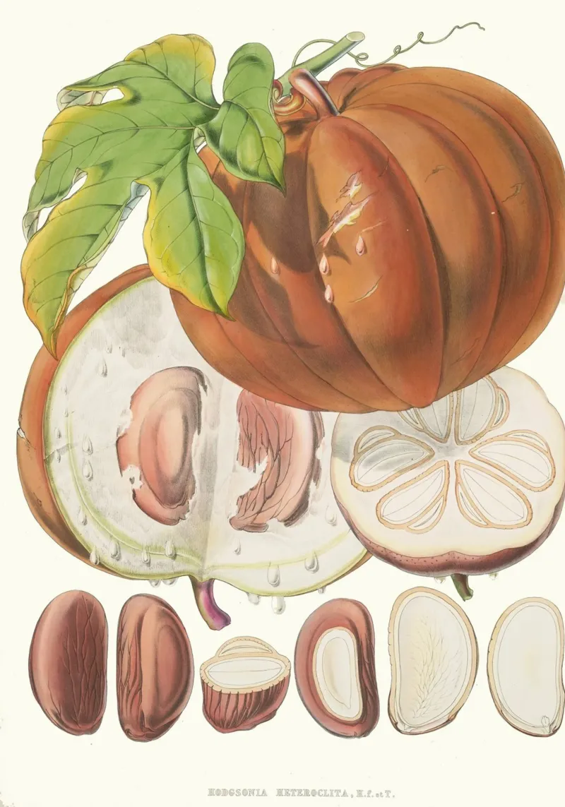 Illustrazione botanica d'epoca della noce moscata - "Horsfieldia Hetrocl poster da ClubArt