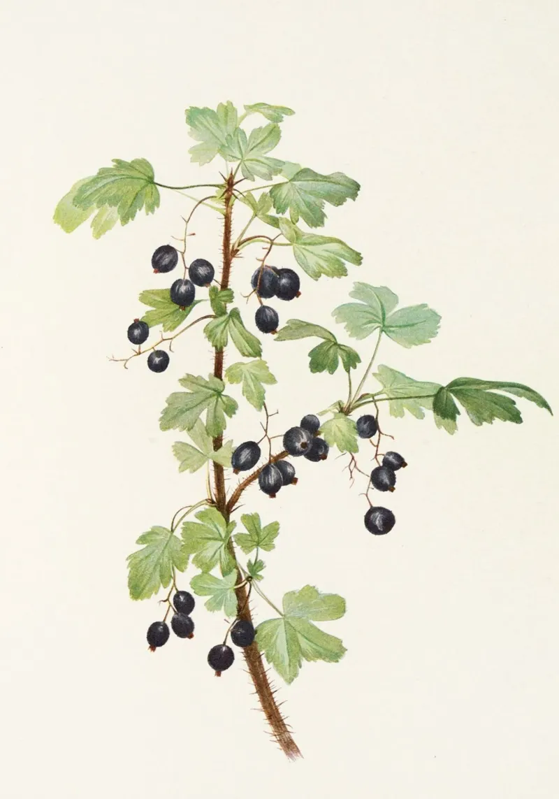 Stampa botanica vintage sul ribes nero - Ribes Nigrum Art pannello forex da ClubArt
