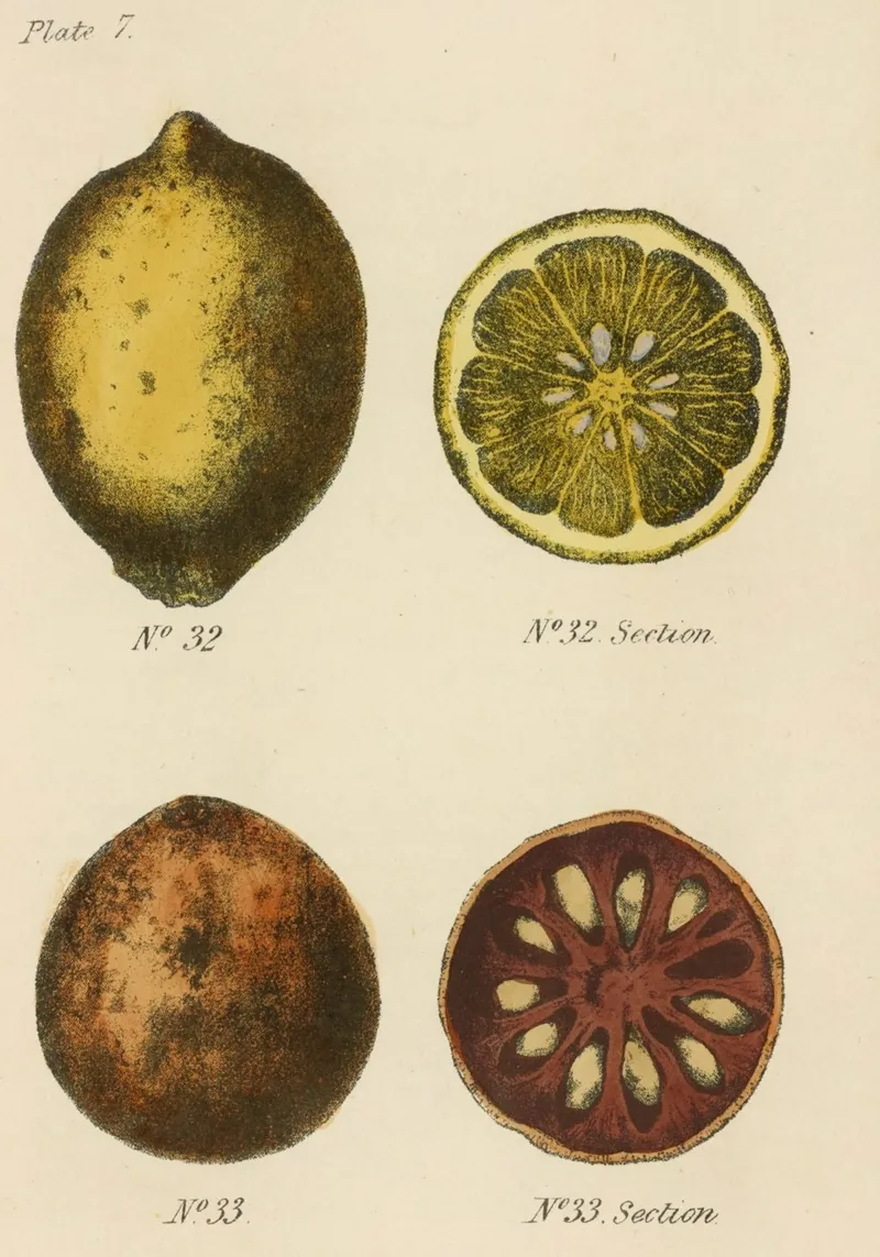 Plato Botánico Vintage Citrus - Lemon & Quince Art metacrilato de ClubArt