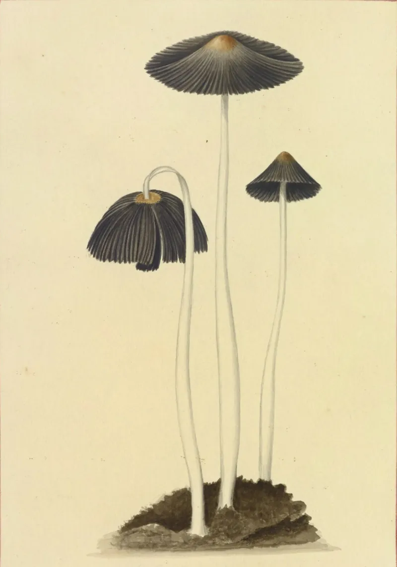Vintage Ink Cap Mushroom Botanical Art Print canvas with Floater frame by ClubArt