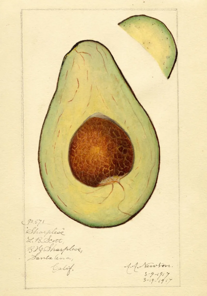 Stampa botanica vintage sull'avocado - Sharpless Variety Art poster da ClubArt