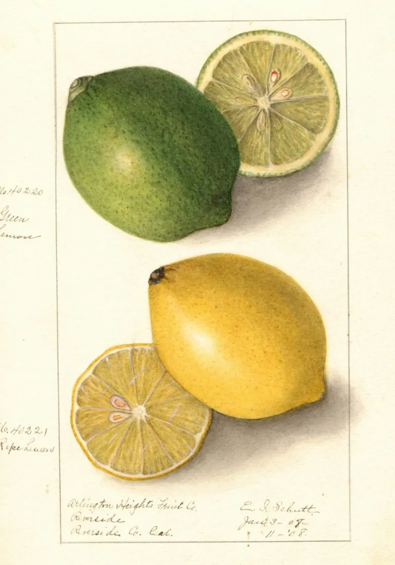 Vintage Lemon & Lime Botanical Print - Citrus Kitchen Art metacrilato de ClubArt