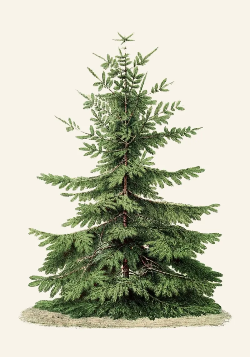 Botanische print van sparrenboom - Nordic Forest Art poster met houten frame van ClubArt