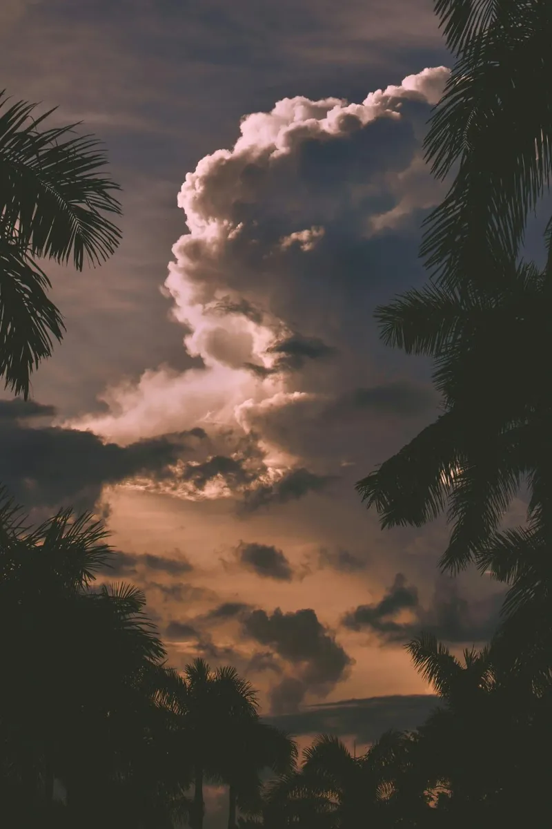 clouds in sunset with palm trees alu-dibond by home of clouds