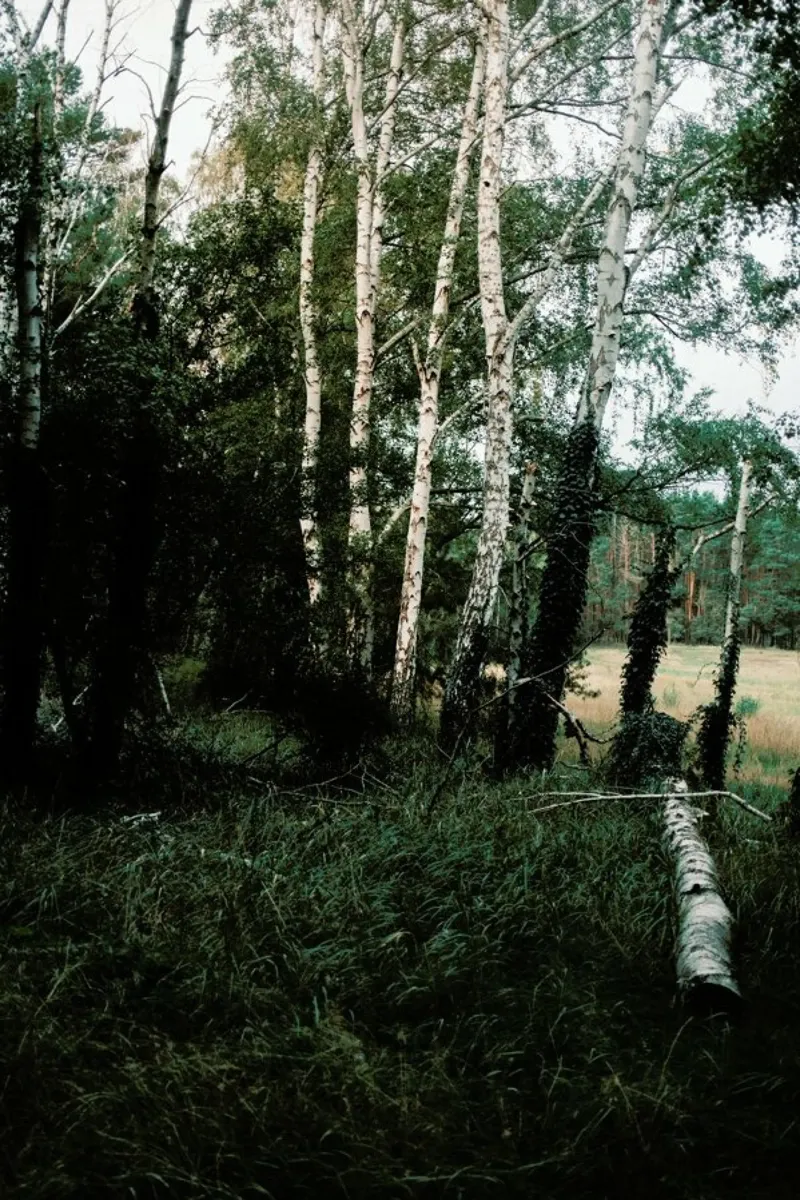 Forest Scene pellicola backlit da Sebastian Hilgetag