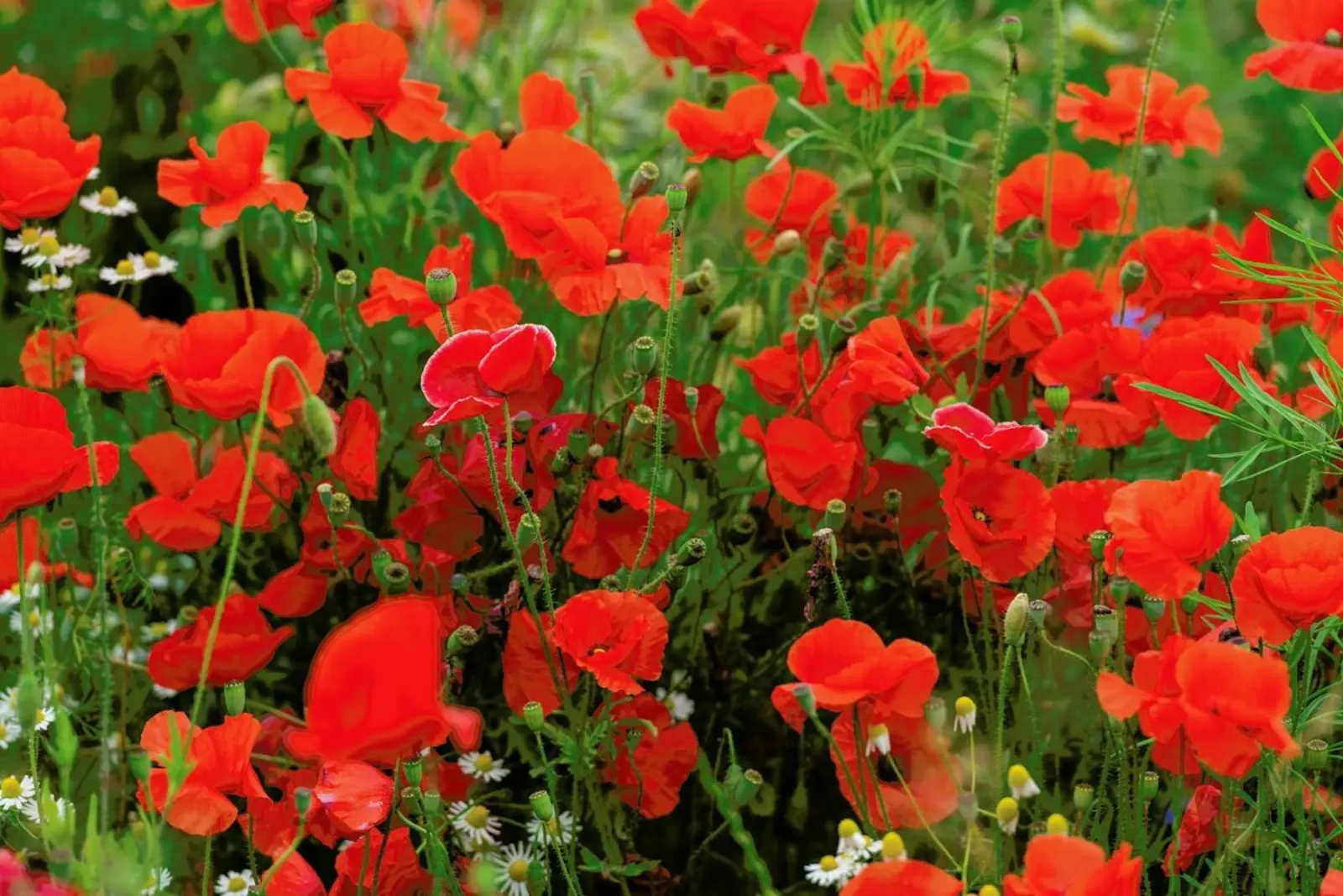 Red Poppyfield pellicola backlit da Curious Collections by Marielle Leenders
