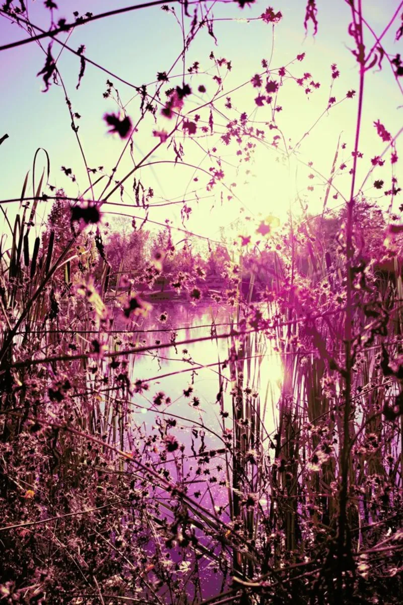 Rose Tinted World pellicola backlit da Angelo Cerantola