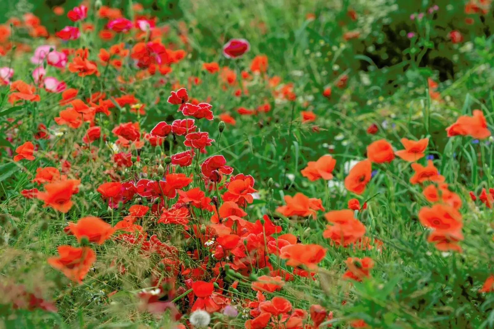 Wild Red Poppy Field pellicola backlit da Curious Collections by Marielle Leenders