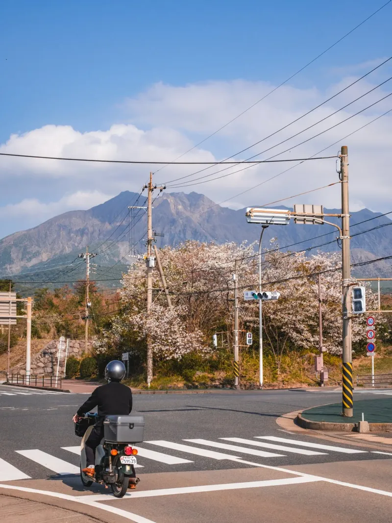 Scena di strada con fiori di ciliegio a Kagoshima, Giappone pellicola backlit da Marcel Bisig