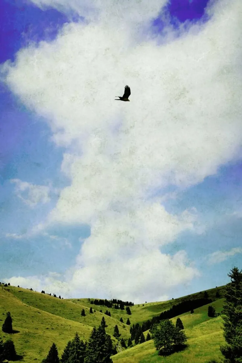 The Hawk poster con telaio in alluminio da Angelo Cerantola