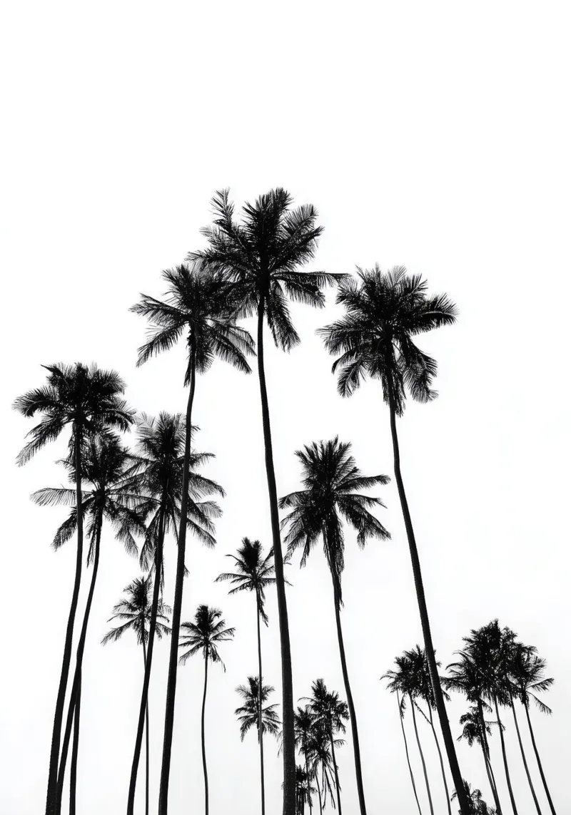 Minimal Palm Trees - Monochrome Coastal Wall Art Poster pellicola backlit da Vela Luna