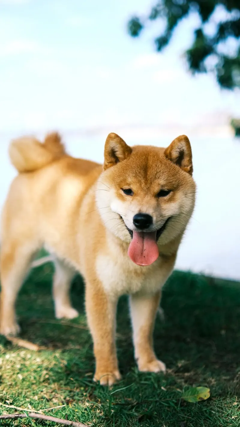 sorriso shiba inu poster da animal story home
