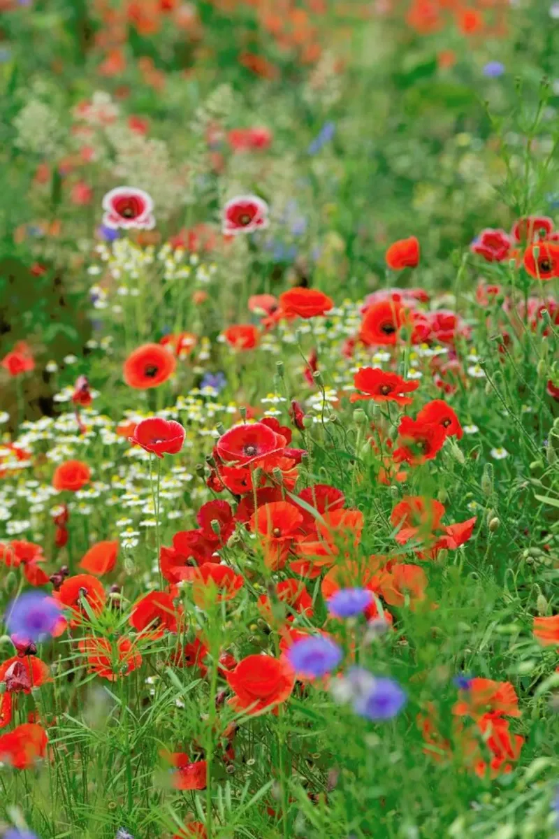 Mixed Poppies pellicola backlit da Curious Collections by Marielle Leenders
