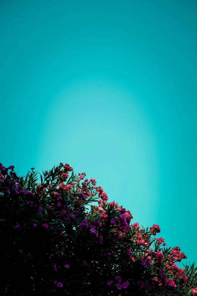 paesaggio fiori vibranti pellicola backlit da pastel color shape