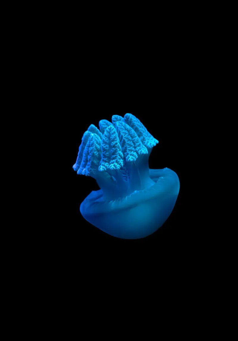 medusa acqua pellicola backlit da animal story home