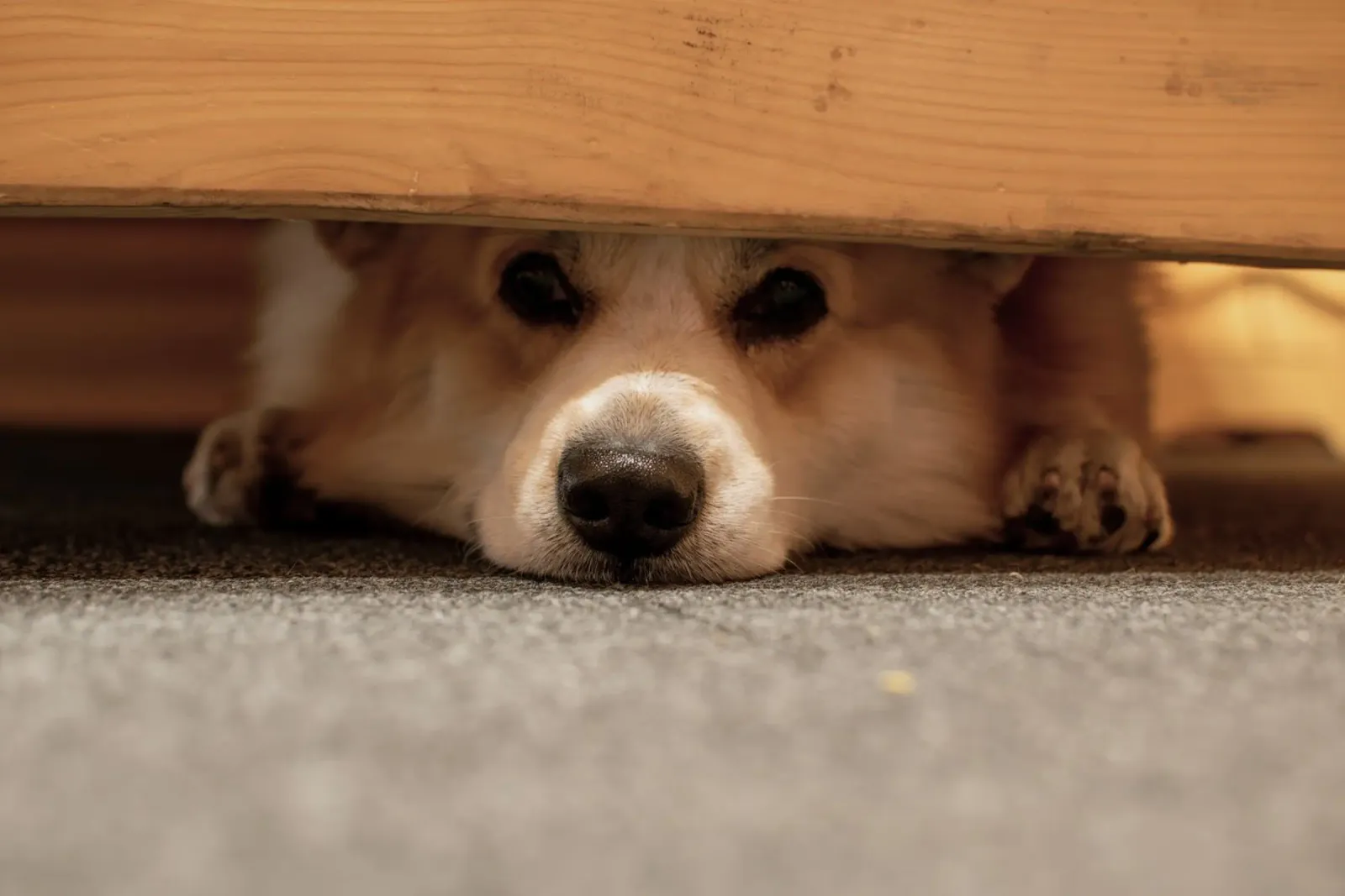 animale domestico corgi poster da animal story home