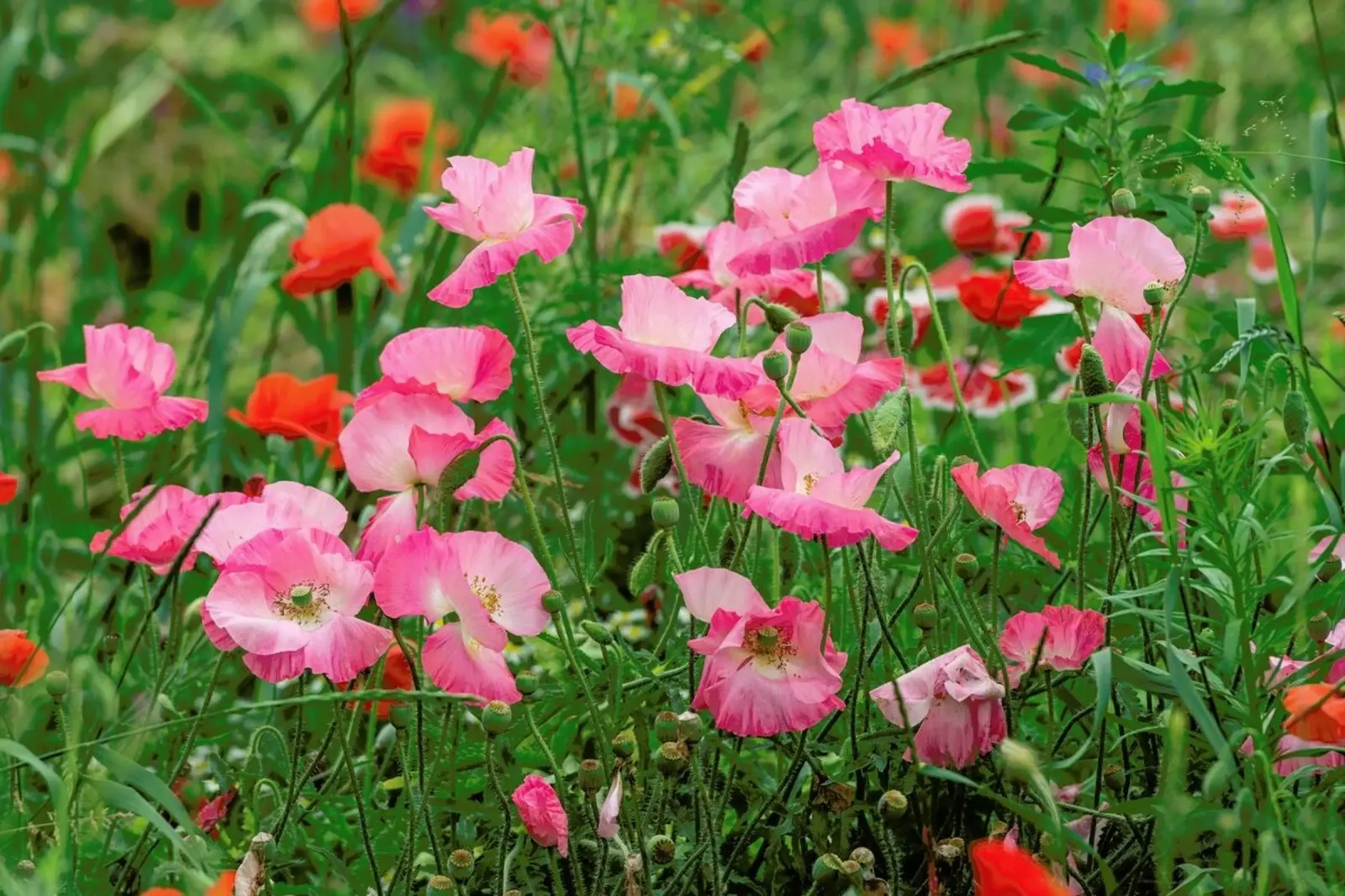 Pink Poppies pellicola backlit da Curious Collections by Marielle Leenders