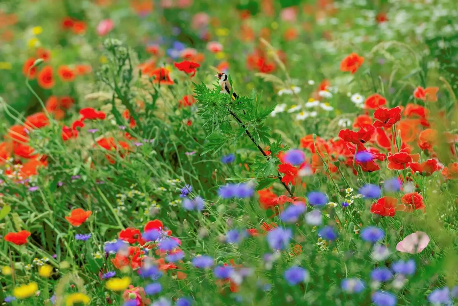 Wild Flowerfield pellicola backlit da Curious Collections by Marielle Leenders