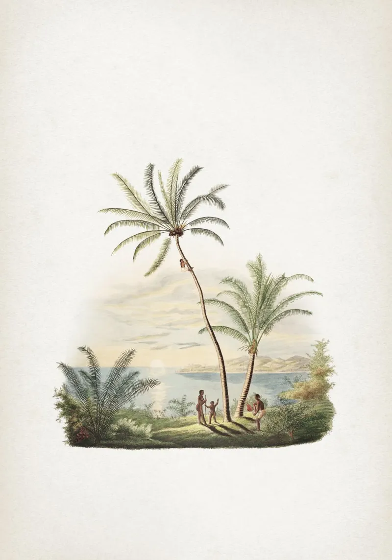 Vintage Martius 2 Cocos Nucifera carta hahnemühle da Vintage Print Collection