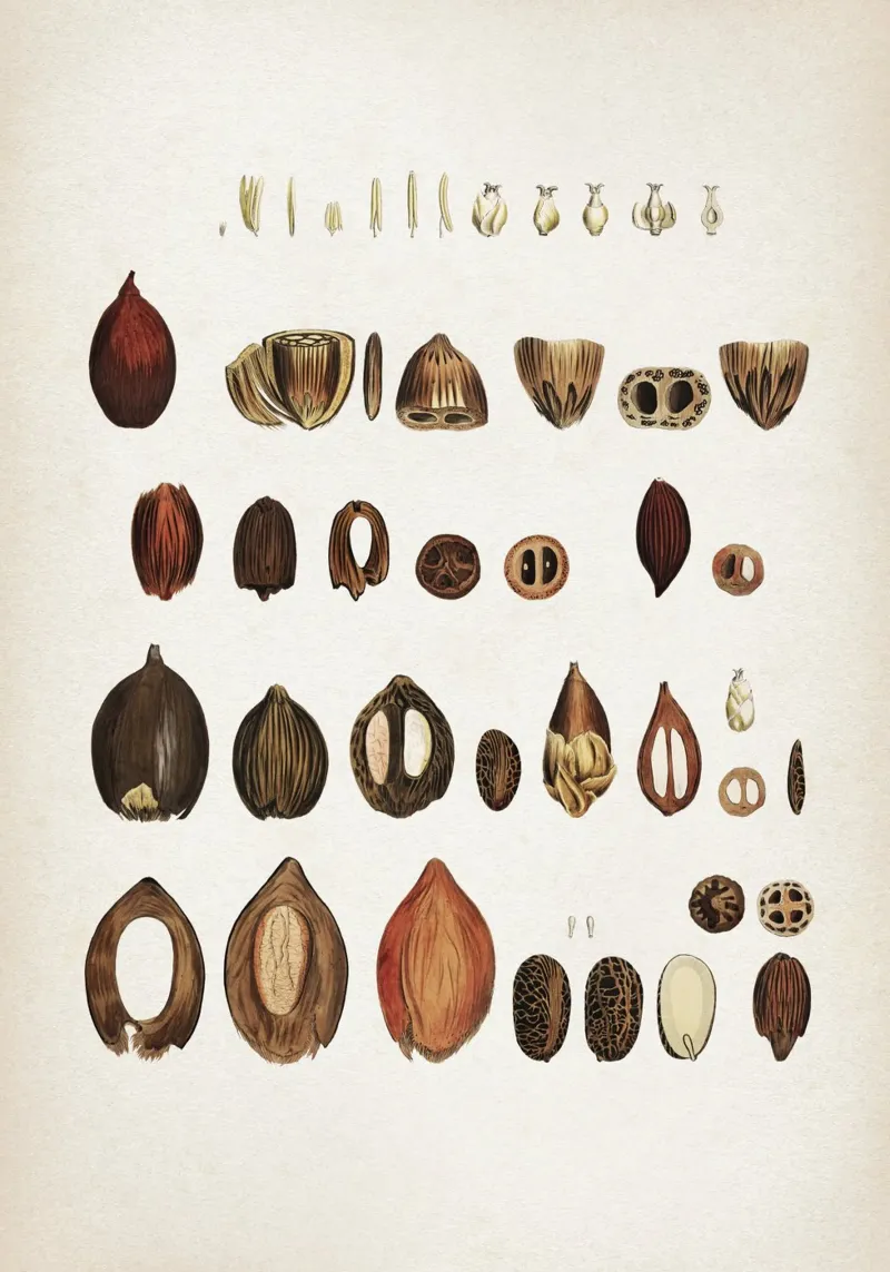 Vintage Martius 4 Cocos Lapidea poster da Vintage Print Collection