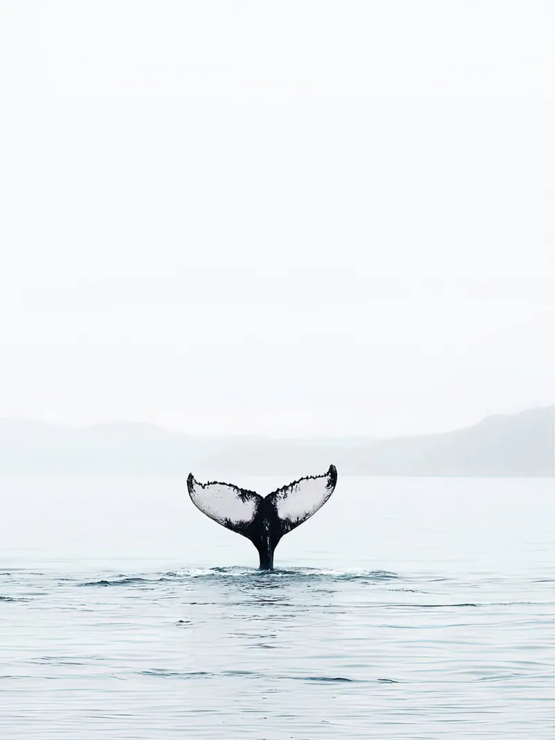 Whale Tail Vintage tela da Slim Aarons Vintage